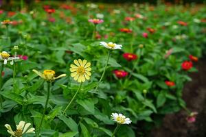 A pale yellow zinnia flower in sharp focus stands out among a colorful field of blooming zinnias, with a lush green background creating a vibrant, summery garden atmosphere. photo