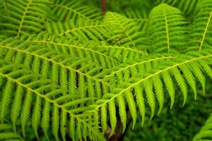 Close-up of vibrant green fern leaves with detailed texture and natural symmetry, ideal for eco-themed backgrounds, organic designs, wellness ads, or botanical visual content. photo