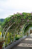 A white metal pergola archway adorned with lush green vines and blooming purple flowers lines a cobblestone pathway in a vibrant botanical garden under a cloudy sky. photo