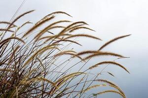 Closeup of ornamental grass swaying in the wind against a soft white sky. Minimalist nature background perfect for eco branding, editorial use, or peaceful ad concepts. photo