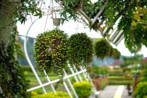 Hanging ornamental plants with lush green foliage displayed in a garden walkway, creating a refreshing, natural atmosphere in a tropical outdoor setting. photo