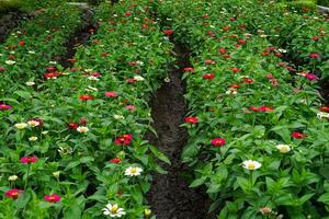 A Rows of colorful zinnia flowers blooming vibrantly in a well-maintained garden bed, showcasing a mix of red, white, pink, and yellow hues in full bloom. photo