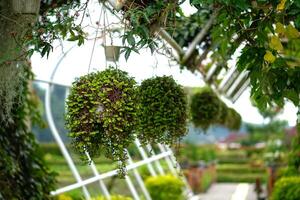 A Hanging ornamental plants with lush green foliage displayed in a garden walkway, creating a refreshing, natural atmosphere in a tropical outdoor setting. photo