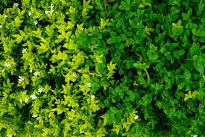 Top view of lush foliage with a striking gradient from bright yellow-green to deep green leaves, accented with tiny white flowers, ideal for nature backgrounds or eco-themed visuals. photo
