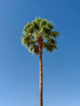 A Lone Tall Palm Tree With A Graceful Shape photo