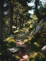 A Meandering Path In A Pine Forest On A Mountain photo