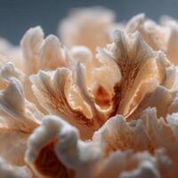A Puffed Delight From Natures Popcorn Kernel photo