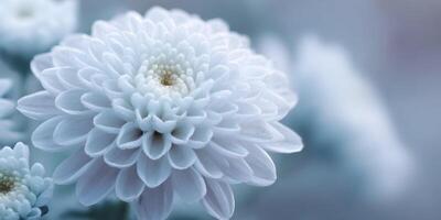 Closeup White Chrysanthemum Flower with Dew Drops Soft Blue Background photo