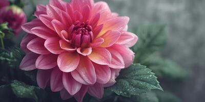 Pink Dahlia Flower with Dew Drops Close Up Photography photo