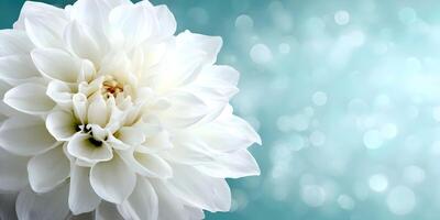 Closeup White Dahlia Flower Teal Bokeh Background photo