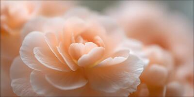 Peach Colored Flower Close Up Soft Focus Petals Delicate Bloom Floral Photography photo