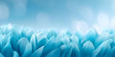 Blue Flower Petals Dew Drops Macro Photography Soft Background photo