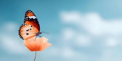 Plain Tiger Butterfly on Peach Poppy Flower Blue Sky Background photo