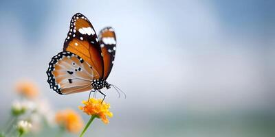 Plain Tiger Butterfly on Lantana Flower Soft Background photo