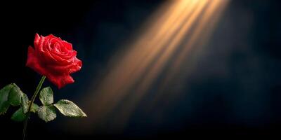 Single Red Rose with Dew Drops Illuminated by Golden Light Dark Background photo