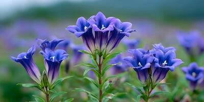 Closeup Purple Gentian Flowers Green Leaves Blurred Background photo