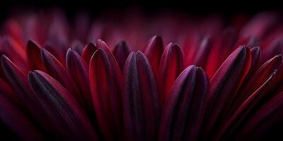 Dark Red Flower Petals Close Up Macro Photography photo