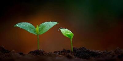 Two Small Seedlings Growing in Dark Soil with Water Droplets photo