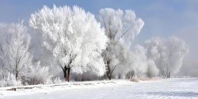 Snowy Landscape Winter Trees Frost Covered Branches Cold Season photo