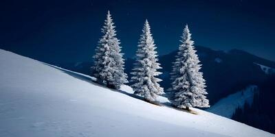 Three SnowCovered Fir Trees on Snowy Mountain at Night photo