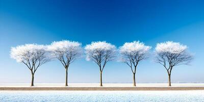 Four Frost Covered Trees Winter Landscape Snow Scene photo