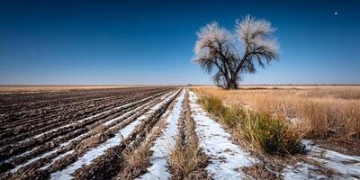 Winter Landscape Farmland Snow Covered Plowed Field Single Tree photo
