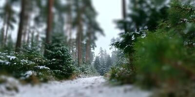Snowy Path Through Evergreen Forest Winter Wonderland Scene photo