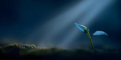 Single Sprout Emerging from Dark Soil Illuminated by Light Beam photo