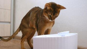 A cat drinks water from an animal drinking fountain for the first time. Fresh water from an automatic pet drinker. A cute animal is thirsty video