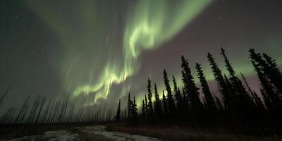 Northern Lights Aurora Borealis Display over Silhouetted Pine Trees Winter Night Sky photo