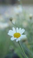 Bright yellow dandelion flower gently moving in spring breeze with green background video