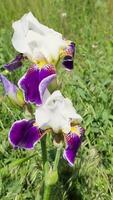 Coral pink iris flower blooming in natural grass meadow setting video
