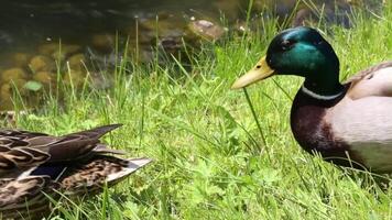 Mallard Duck Pair Resting on Green Grass by Pond video