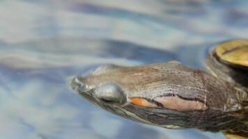Turtle submerging beneath rippling blue water surface with disappearing head view video