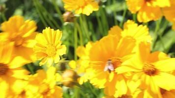 Vibrant yellow daisy-like flowers swaying in sunny garden patch video