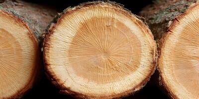 Closeup Tree Trunk Cross Sections Wood Grain Texture photo
