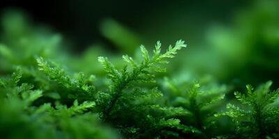Closeup Detailed Green Moss Texture Lush Nature Background photo