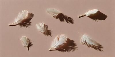 Seven White Feathers on Beige Background Soft Light Shadows Minimalist Photography photo
