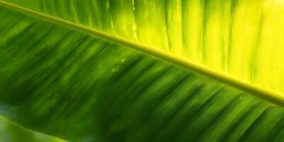 Bright Green Banana Leaf Close Up Texture Background Image photo