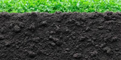 Dark Soil Texture with Green Plants Background photo