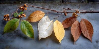 Autumn Branch with Green White Yellow Brown Leaves and Berries Still Life Photography photo