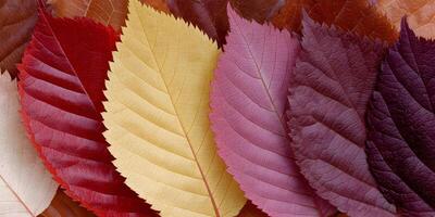 Autumn Leaves Closeup Red Purple Yellow Brown Fall Foliage Nature Background photo