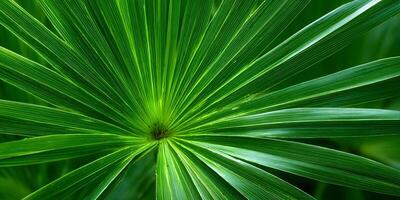 Bright Green Palm Leaf Close Up Detailed Texture Nature Photography photo