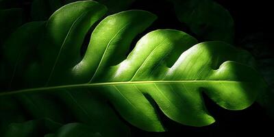 Large Deep Green Leaf Illuminated by Sunlight Closeup Nature Photography photo