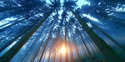 Sun Rising Through Misty Pine Forest Tall Trees Sunlight Nature Scene photo