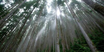 Sunbeams Through Tall Trees in Misty Forest Sunlight Forest Scene photo