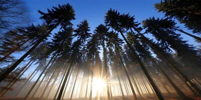 Sunbeams Through Misty Forest Tall Trees Sunrise Landscape photo