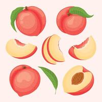 Illustration of peaches and slices vector