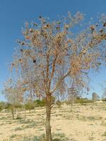 A Resilient Tree's Stand Against the Desert Sky photo
