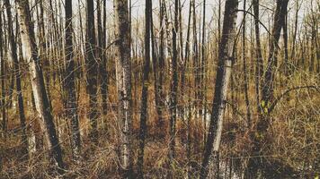 A Serene Landscape of Bare Trees and Golden Undergrowth photo